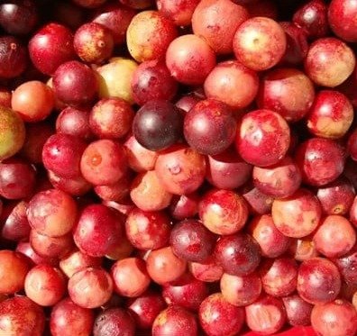 Nagano Tonic Ingredients